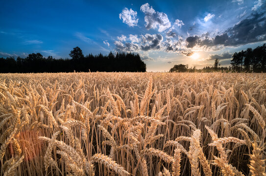 Closeup of ripe common wheat ears at sunset in rural landscape. Triticum aestivum. Beautiful sunlit summer cornfield with forest and sun beams on blue sky background with dramatic clouds. Agriculture.