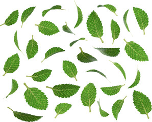 3d render falling green peppermint