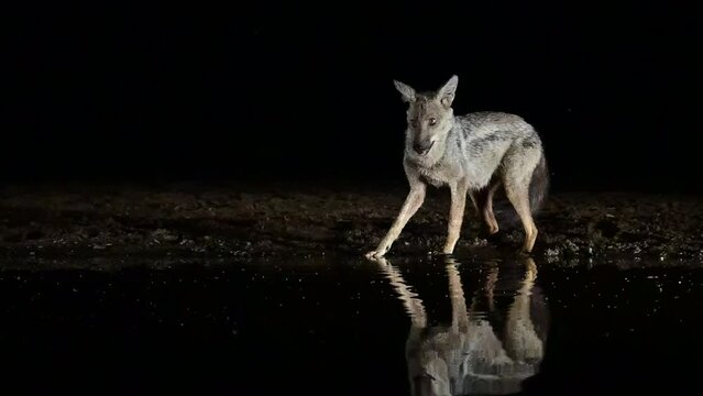 Chacal Rayado, en una charca africana, de noche