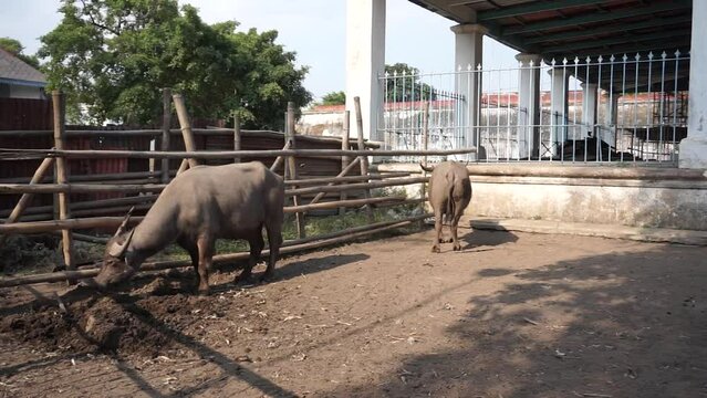 Albino buffalo or "Kebo Bule" belongs to the Surakarta Hadiningrat Palace which is a descendant of Kyai Slamet.
