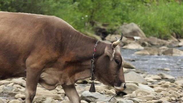 A Cow with a Cow Bell Grazing on a Green Field on a High Altitude Farm in the Alps with Mountains in the Background. Near The Village of Stoos