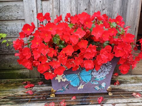 Red begonia in  a container