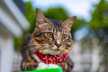 Close-up of a cat face. Portrait of a male kitten. Cat looks curious and alert. Detailed picture of a cats face with yellow clear eyes. Close up of cute feline face. a young cat with a red scarf