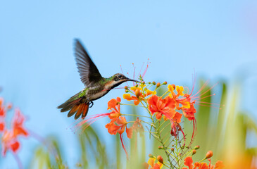 Black-throated Mango hummingbird feeding on colorful  Pride of Barbados flowers in the blue sky.