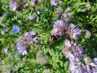 Phacelia tanacetifolia