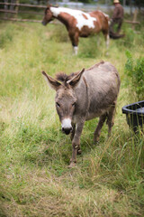 Donkey in a paddock.