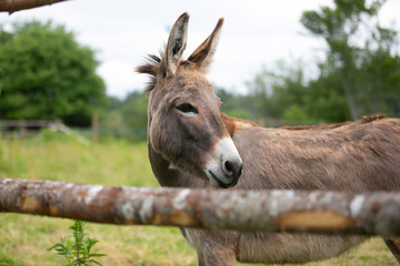 Donkey in a paddock in rural Canada. 