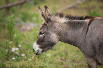 Donkey in a paddock in rural Canada. 