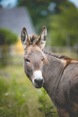 Donkey in a paddock in rural Canada. 