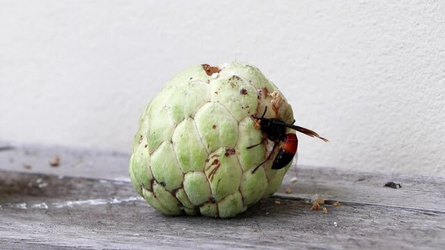 Big Asia black wasps (Vespidae) eating sweet tasty custard apple ripe close up. Hornet eating with fruit and brought back to the nest. Insect spoiling harvest.
