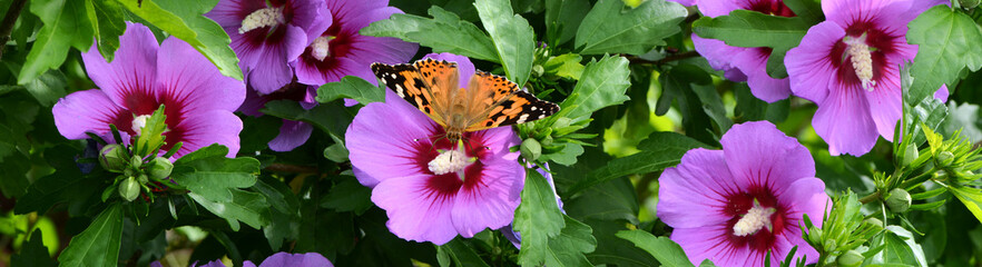 Schmetterling 1111 © K.-U. Häßler