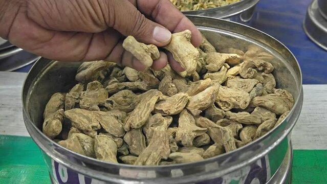 A man checks the quality of Iris germanica or orris root or queen elizabeth root