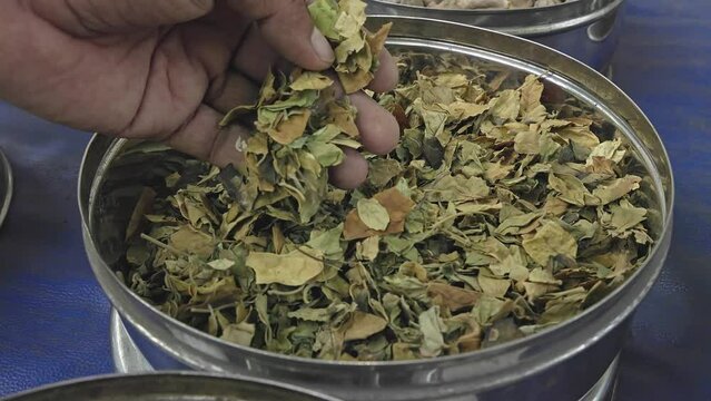 A man checks the quality of Gymnema sylvestre, Gurmar, or cowplant dry leaves