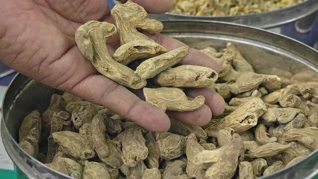 A man checks the quality of Iris germanica or orris root or queen elizabeth root