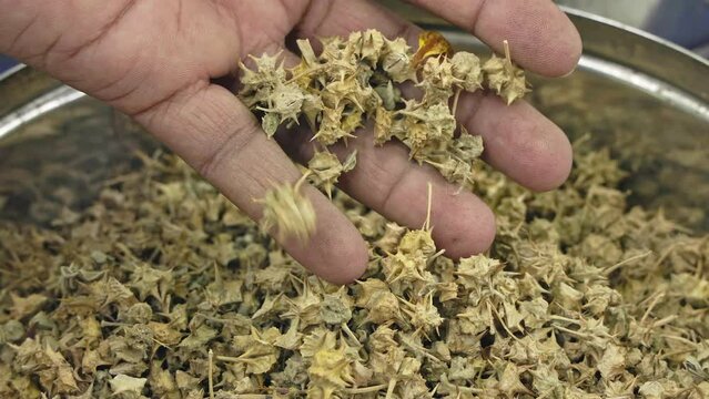 A man checks the quality of tribulus terrestris or lawnweed or Bindii seeds