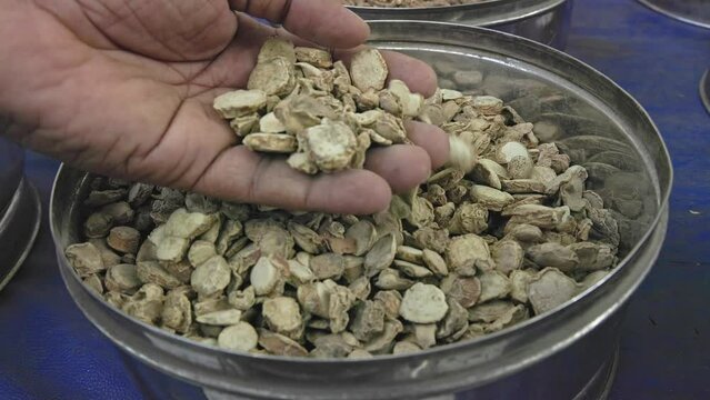 A view of dry kapur kachri or hedychium spicatum or spiked ginger lily