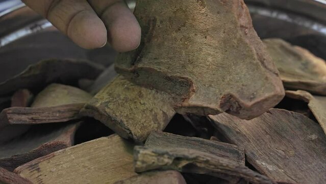 A man checks the quality of dry bignay, Chinese laurel, or salamander tree bark