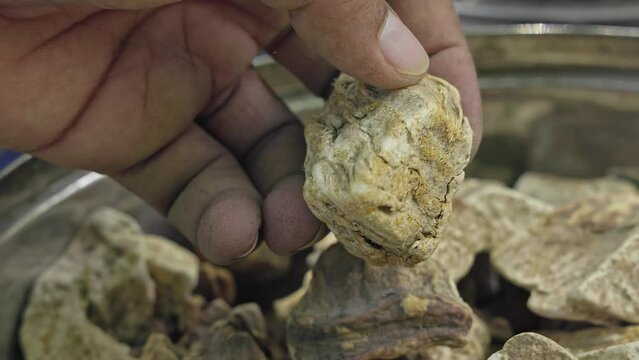 A man checks the quality of dry Angelica archangelica,Liquorice root or Mulethi pieces