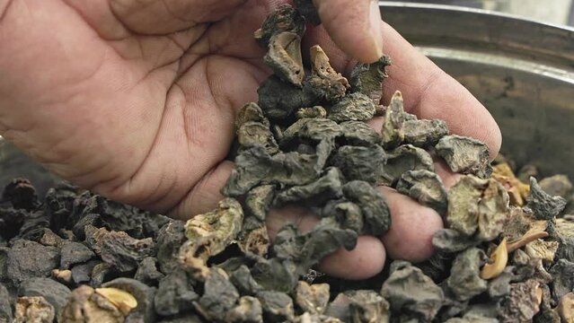 A man checks the quality of dry Emblica officinalis,Indian gooseberry, or amla