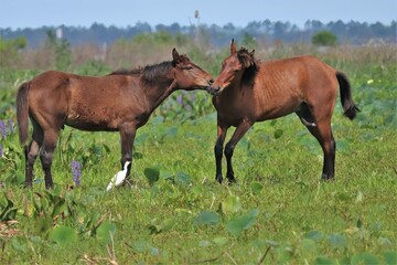Fototapeta na wymiar Wild Spanish Cracker Horses Playing Paynes Prairie Preserve Micanopy Gainesville Florida