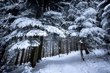 Snow covered winter forest at cloudy day
