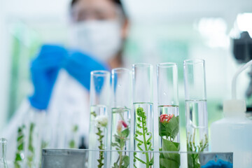 Close up look of an eco or botany and plants test tube or glassware and Scientist is holding and testing a result of natural product and organic cosmetic health care. eco laboratory microbiology.