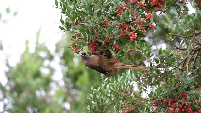 Mousebird eating berries