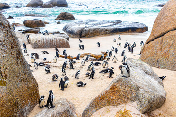 South african penguins colony of spectacled penguins penguin Cape Town. © Arkadi