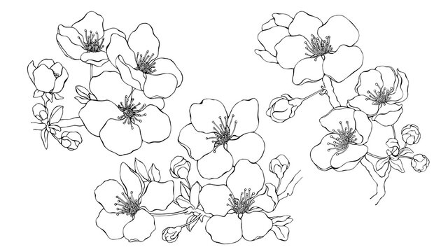 Branch of almond with blossoms. Line art. Black outline illustration. Set of single elements isolated on transparent background. Collection.