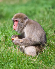 Beautiful close-up of a macaca fuscata