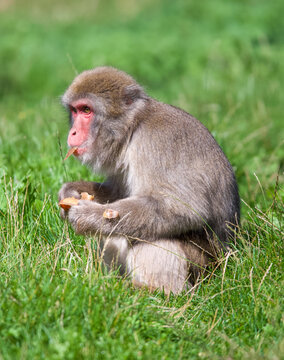 Beautiful close-up of a macaca fuscata