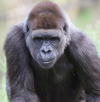 Beautiful close-up of a western lowland gorilla