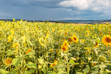 Fototapeta premium Huge storm clouds over a sunflower field in Taunus/Germany