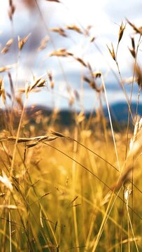 A beautiful summer flied of a spikelet grass or golden wheat swinging in the wind with blue skies and mountain tops on the background. Vertical video. Close-up view