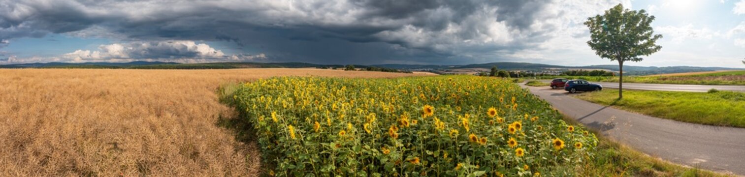 Huge storm clouds over a sunflower field in Taunus/Germany © fotografci
