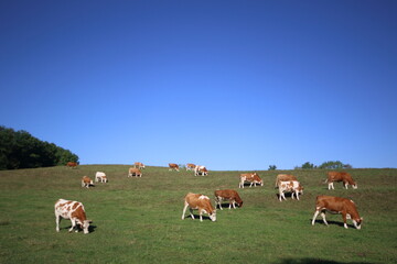 Holstein cows grazing in a field 