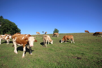 Fototapeta na wymiar Holstein cows grazing in a field 