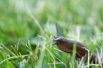 snail on the grass