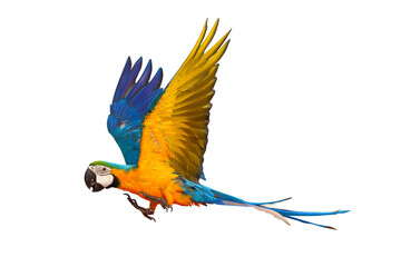 Colorful flying parrot isolated on transparent background png file