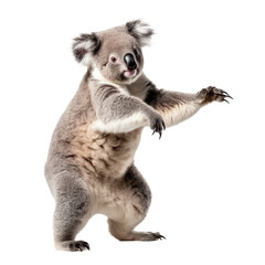 koala looking isolated on white