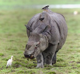 Fototapeta premium One Horned Rhino from Kaziranga of Assam, india