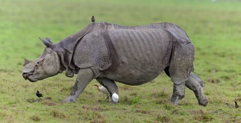 Fototapeta premium One Horned Rhino from Kaziranga of Assam, india