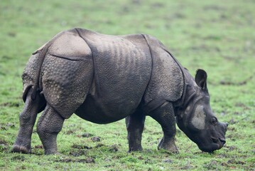 One Horned Rhino from Kaziranga of Assam, india