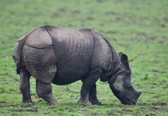 Fototapeta premium One Horned Rhino from Kaziranga of Assam, india