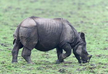 Obraz premium One Horned Rhino from Kaziranga of Assam, india