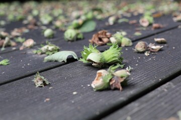 floor covered with nutshells of unripe hazelnuts eaten by squirrels proof of rodent damage to hazelnut harvest