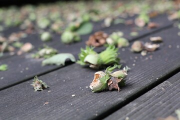 floor covered with nutshells of unripe hazelnuts eaten by squirrels proof of rodent damage to hazelnut harvest