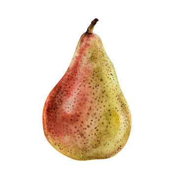 Pear on white isolated background. Watercolor illustration of sweet red-yellow Fruit. Drawing with clipping path for Food and beverage packaging. Hand drawn clip art for sticker and print design