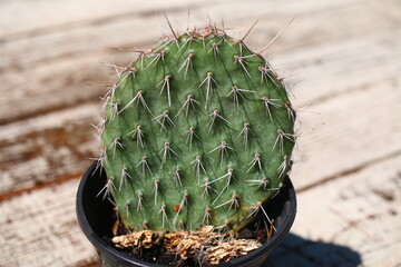 Opuncja ciernista erinacea utahensis róż opuntia kaktus