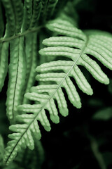 Fern leaf